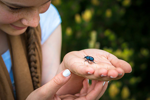 Beetle