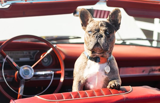 Dog Caught Car
